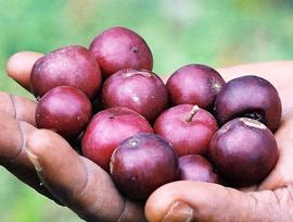   Fruits:   Flacourtia jangomas ; Photo by Scamperdale, flickr.com
